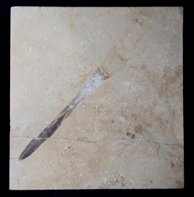Hibolithes sp. (MONTFORT 1808) - Bild &copy; FossNet FossilienStore